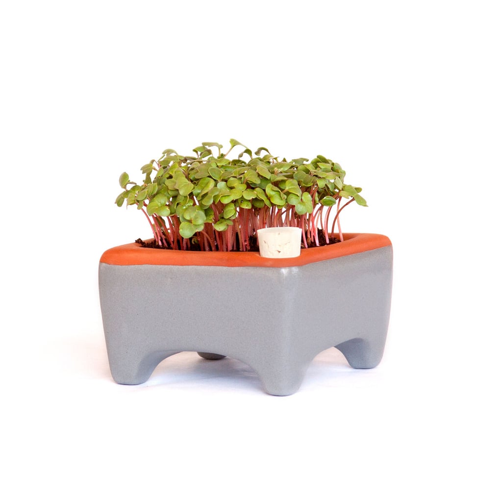 Ceramic Microgreens Grower