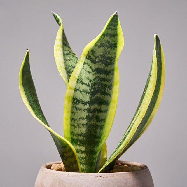 Bailey Snake Plant