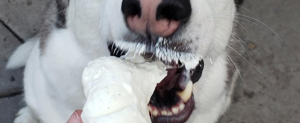 Cute Photos of Dogs Eating Ice Cream