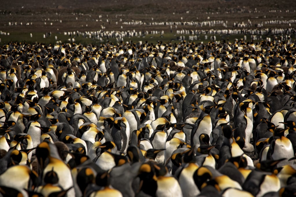 Antarctica King Penguins
