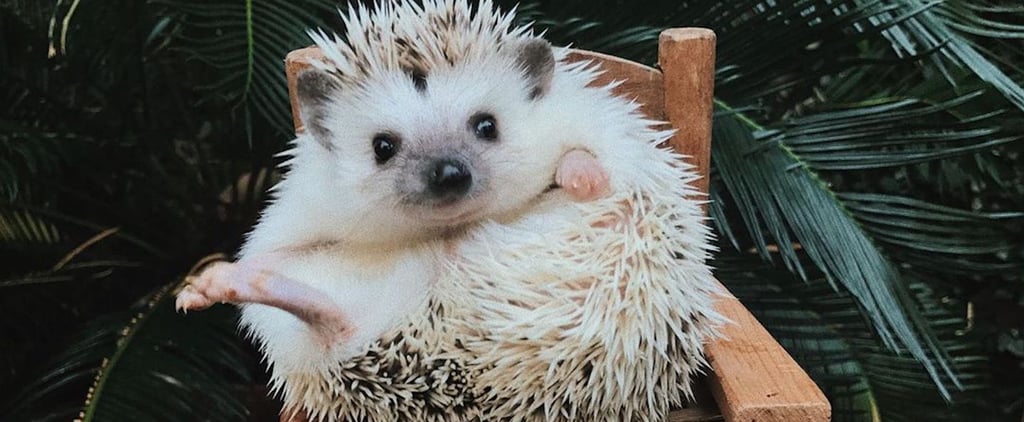 Cute Lionel the Hedgehog Photos