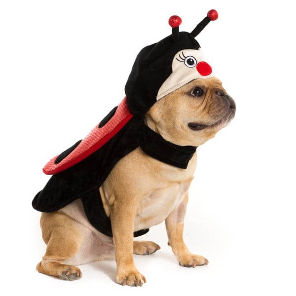 Lady bug (9) PetSmart Dog Halloween Costumes 2016 POPSUGAR Pets Photo 2