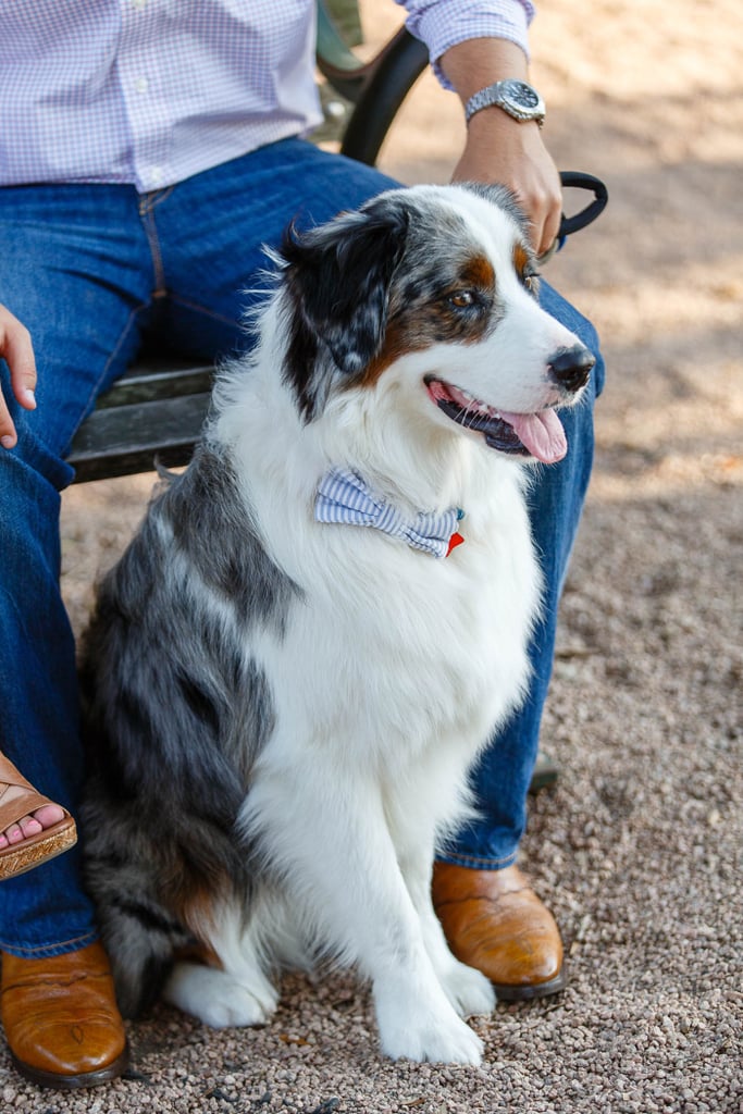 Dogs in Weddings