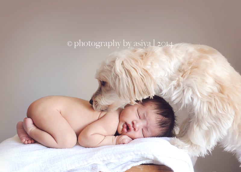 Adorable Newborn and Pet Photos