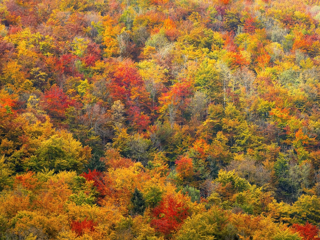 20 Beautiful and Cozy Fall Computer Backgrounds