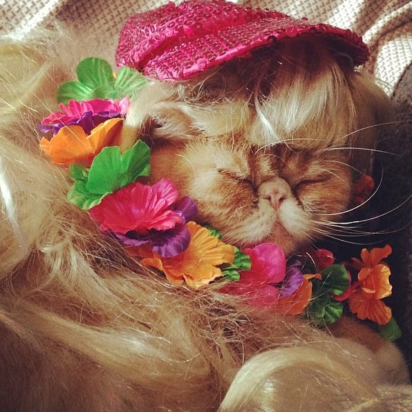 I'll let someone else hula dance