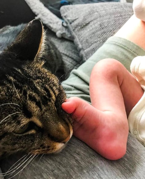 Because baby toes are very interesting for cats too!