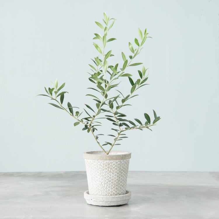 Live Olive Bush