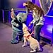 Golden Retriever Meeting Stitch at Disney World | Video
