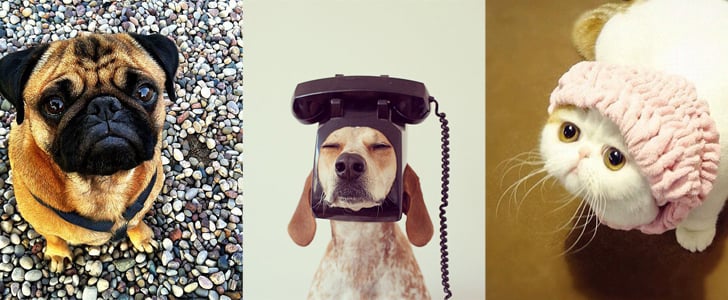 Cute Animals on Instagram