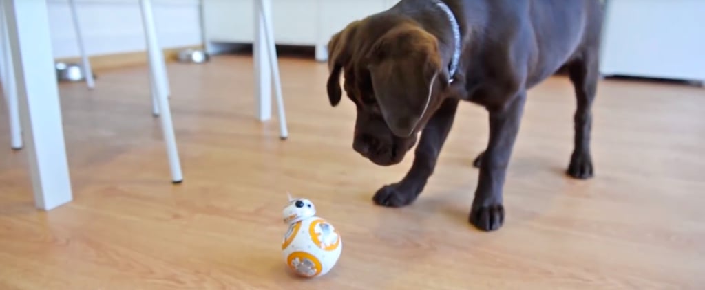 Puppy Meets BB-8 Toy