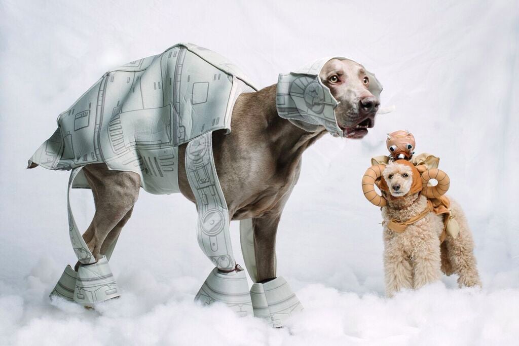 Dogs Dressed as Star Wars Characters PS Pets