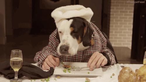 Food Is Donated to the Dog