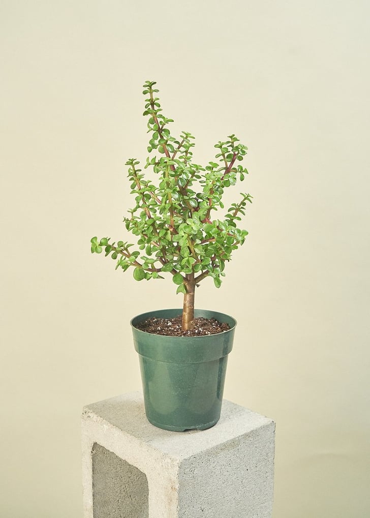 Portia Best Indoor Plants For Dorms POPSUGAR Home Photo 13