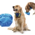 The Genius Gadget You Need to Keep Your Dog Cool All Summer Long