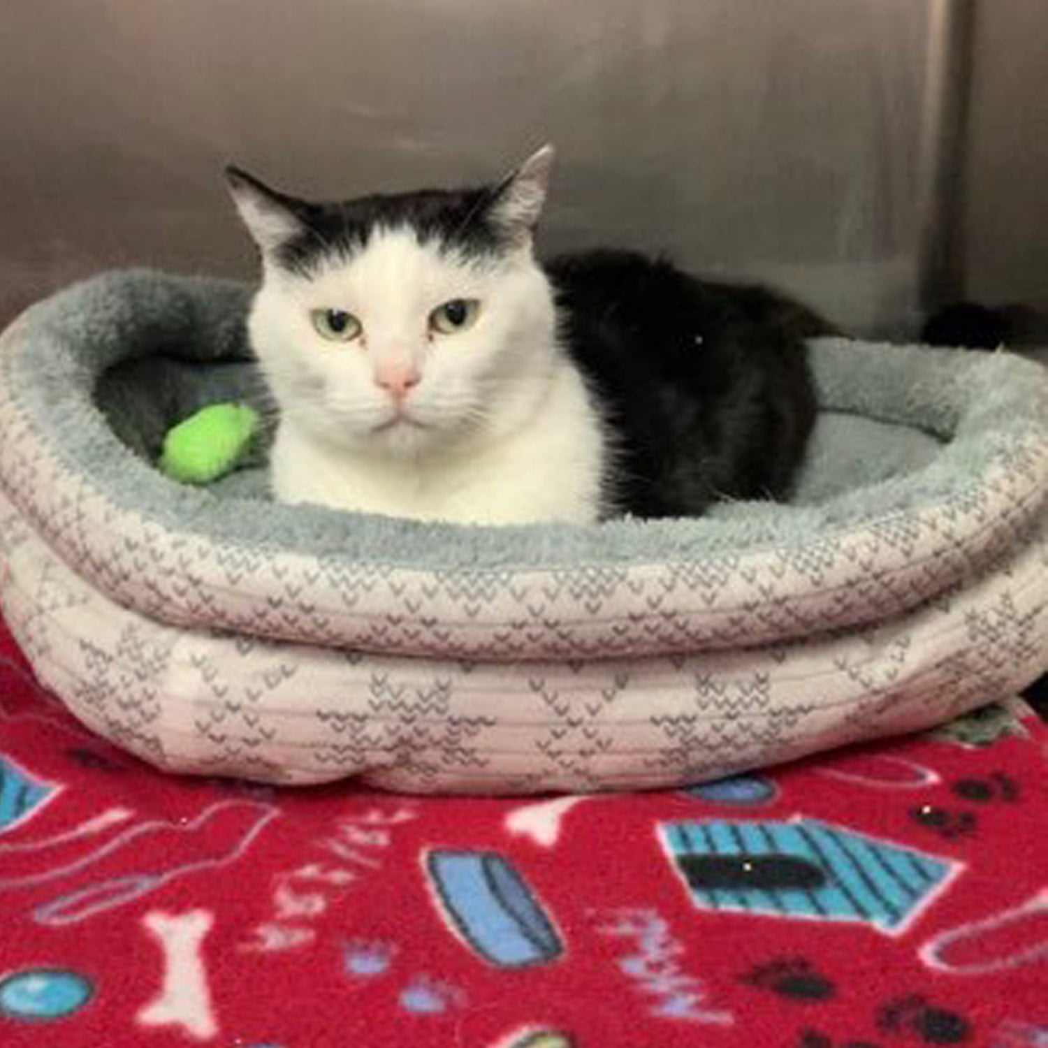 North Carolina Cat Is A Jerk Ready To Be Adopted Popsugar Pets