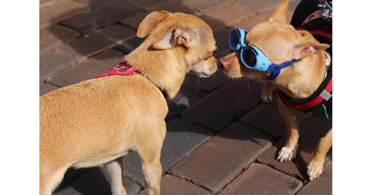 Running Chihuahuas Winter Park Fl More Than 100 Chihuahuas Race