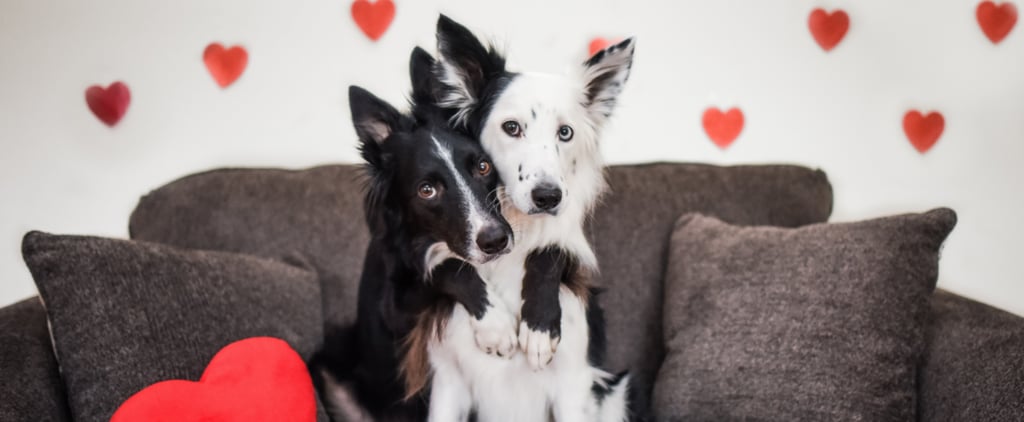 Instagram Dogs For Valentine's Day