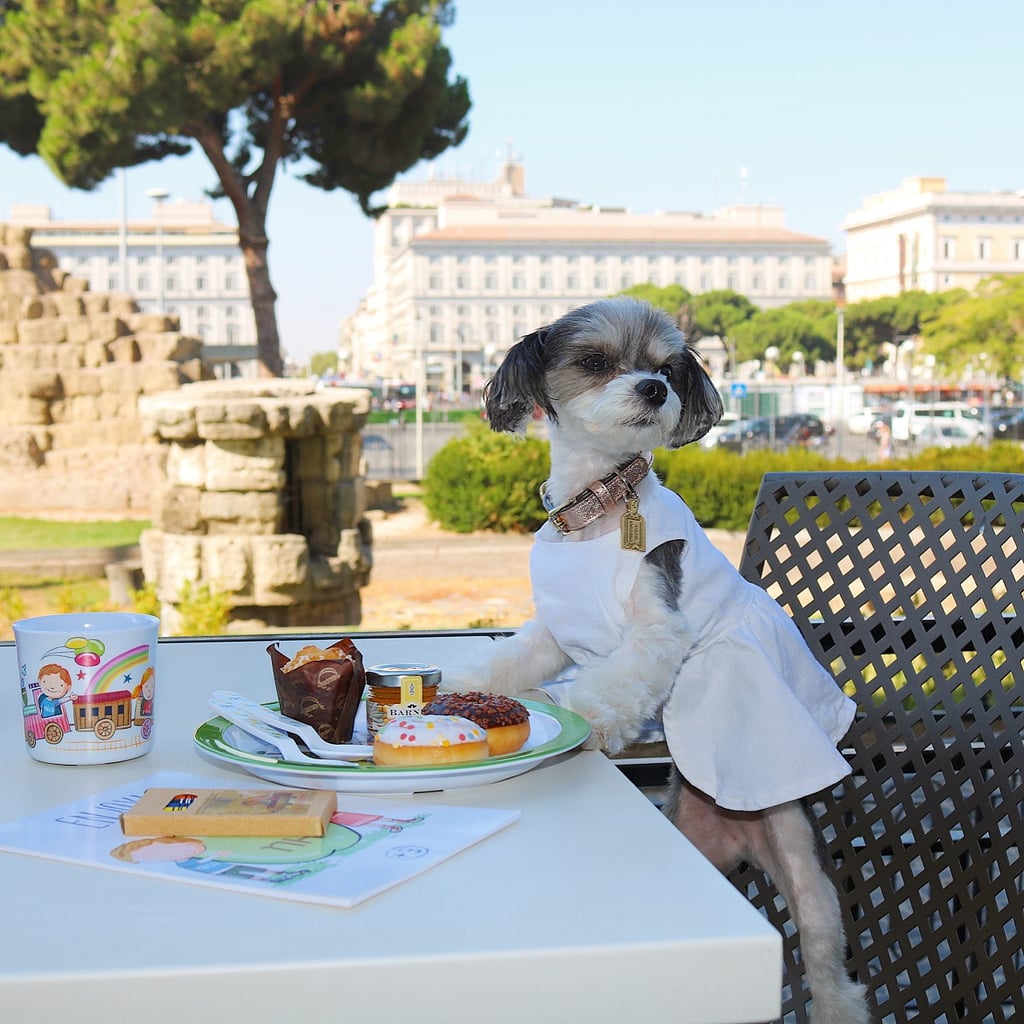 Tinkerbelle the Dog in Rome