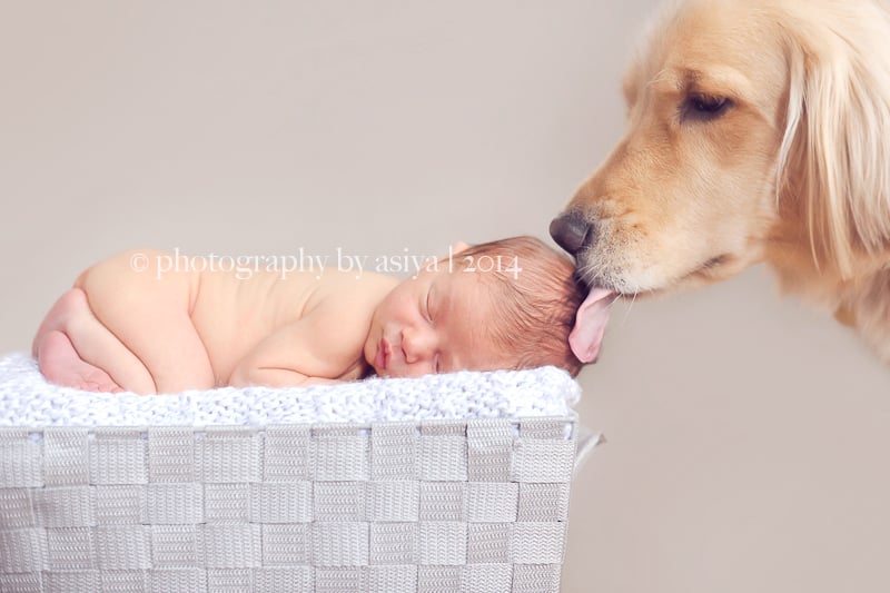 Adorable Newborn and Pet Photos