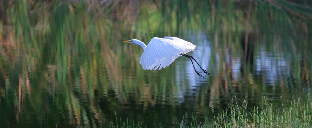 Beautiful Bird Pictures