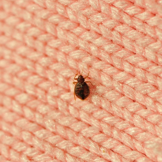 Early Signs of Bedbugs, and How to Get Rid of Bedbugs Fast