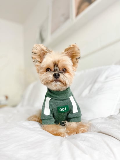 yorkie clothes