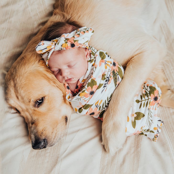 dogs for families with babies