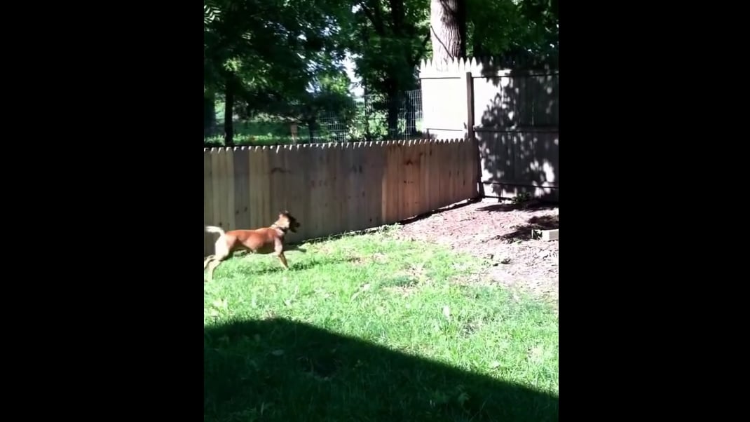 Dog jumps through fence sales