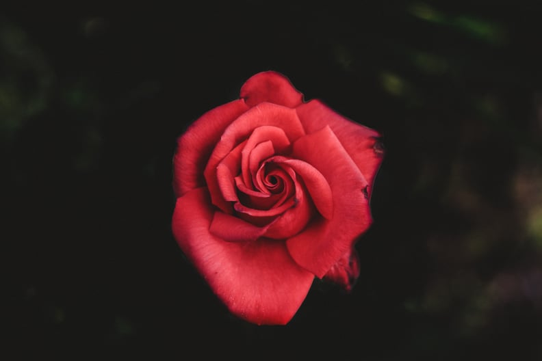 Valentine's Day Zoom Background: Rose