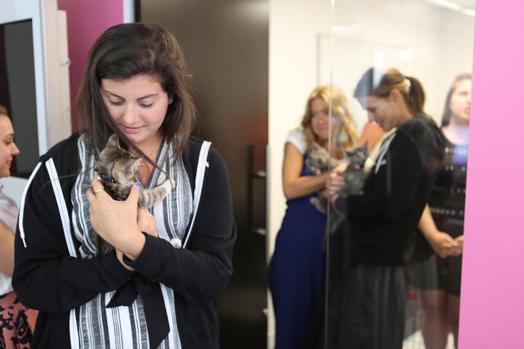 ASPCA's Adoptable Kittens