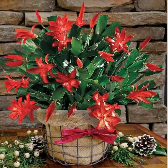 Christmas Cactus Plant