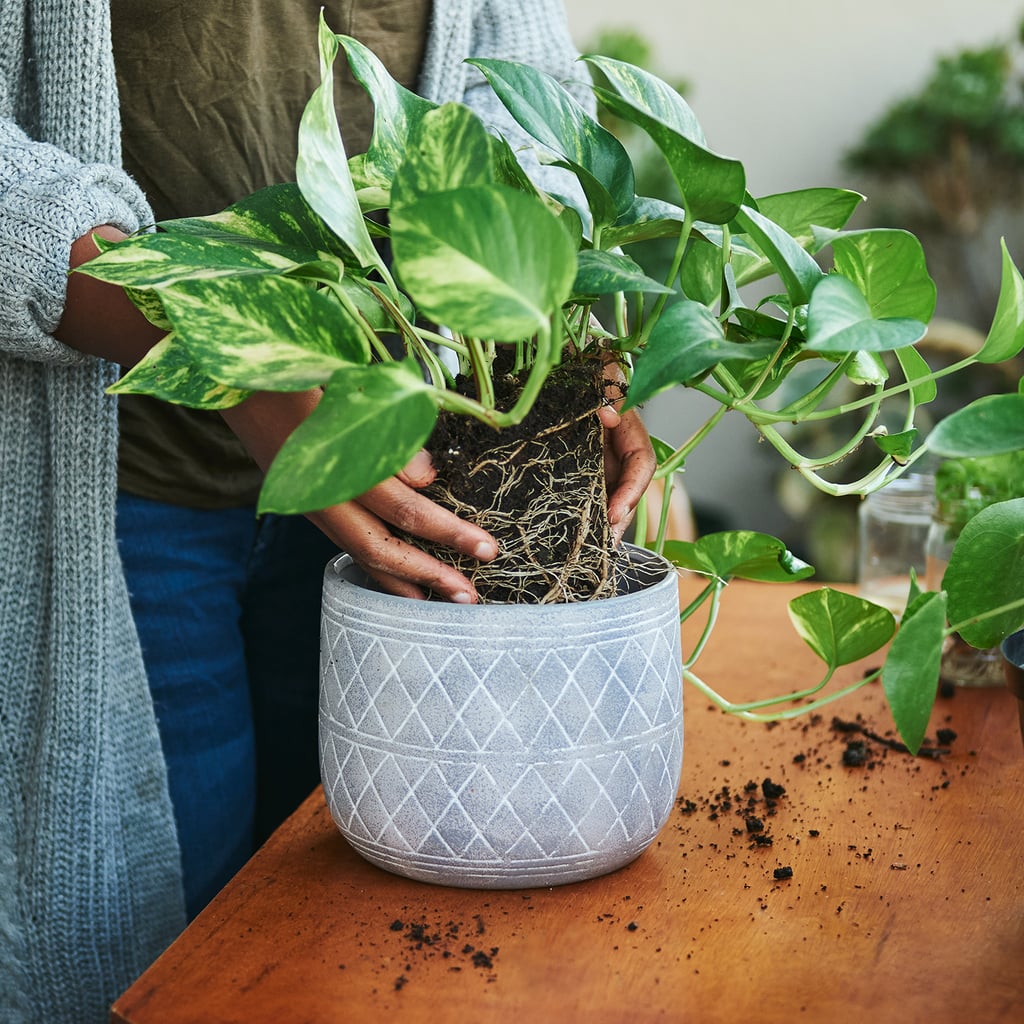 Here's How to Easily Repot a Plant POPSUGAR Home