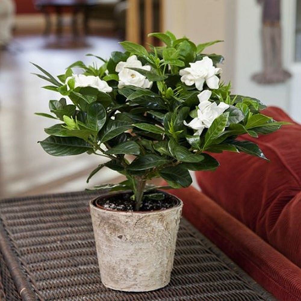 Gardenia Plant | Best Indoor Plants That Help You Sleep | POPSUGAR Home ...