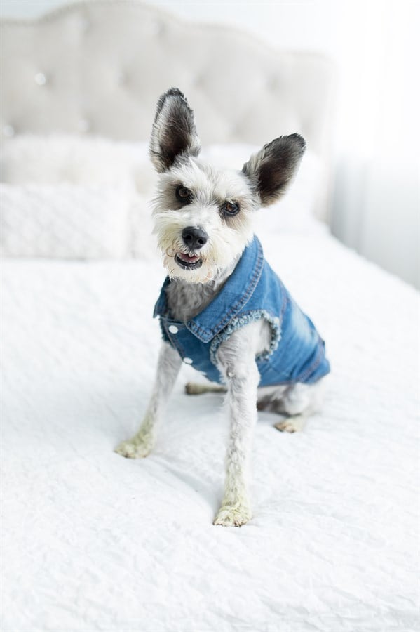 Small Dog Jean Jacket Pet Costumes POPSUGAR Smart Living Photo 2