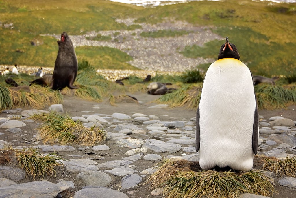 Antarctica King Penguins