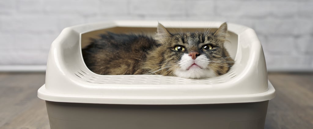 Why Is My Cat Sitting in the Litter Box?