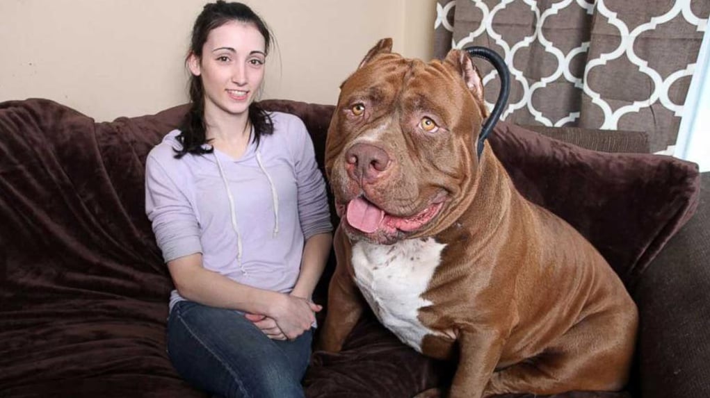 Top 10 biggest pitbulls in the world discount