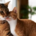 It Takes Longer Than You'd Think For Cats to Become Friends — Here's What Experts Say