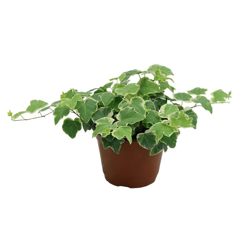 Ivy Plant