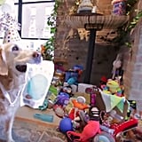 Birthday Party For Sept. 11 Rescue Dog | POPSUGAR Pets