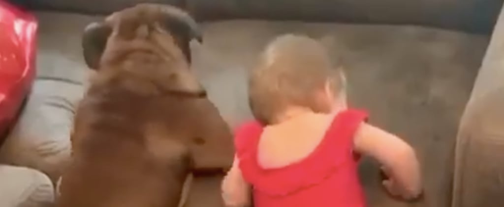 Video of Toddler and Bulldog Trying to Get on a Couch