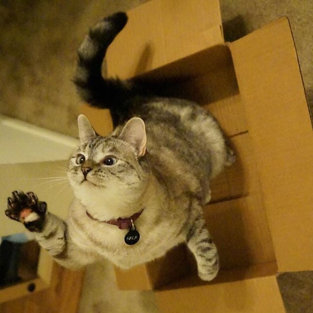 "High five, man. Thanks for the box."