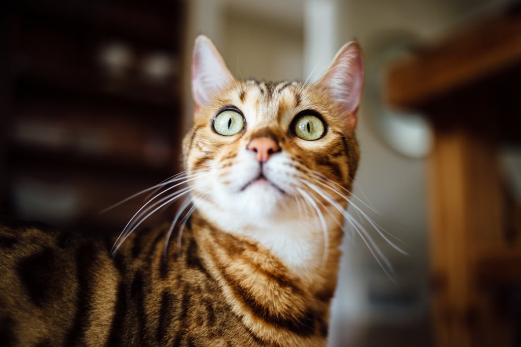 We need to know what this cat is so wide-eyed over!