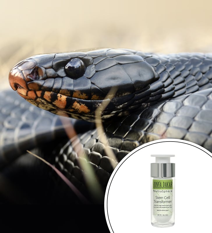 Snake Venom