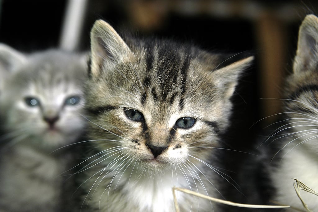 "I may be a kitten, but I'm old enough to know when you're being stupid."