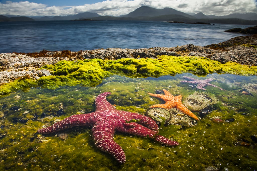 Ochre seastars on Vancouver Island in British Columbia.