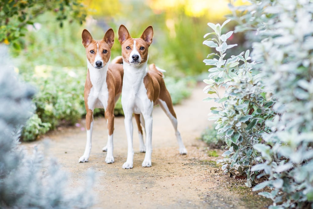 Basenji