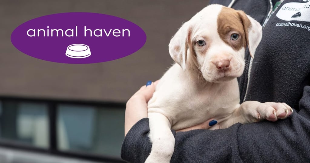 Animal Haven Donation