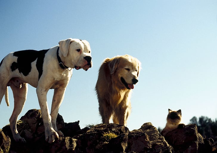 Homeward Bound The Incredible Journey 90s Movies On